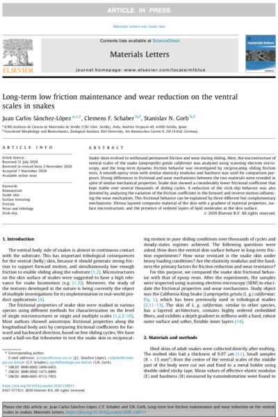 Long-term low friction maintenance and wear reduction on the ventral scales in snakes