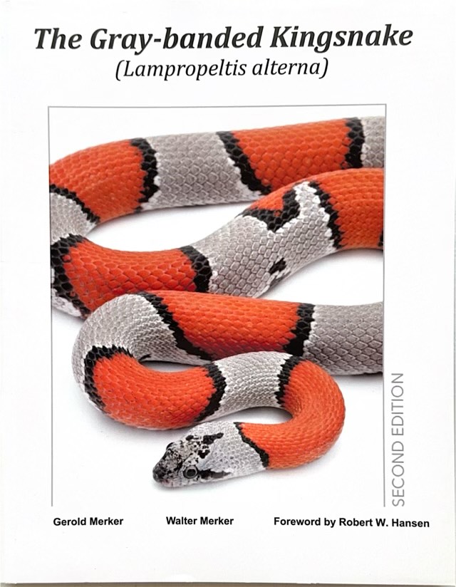 Gray-Banded Kingsnakes 2022