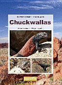 Chuckwallas