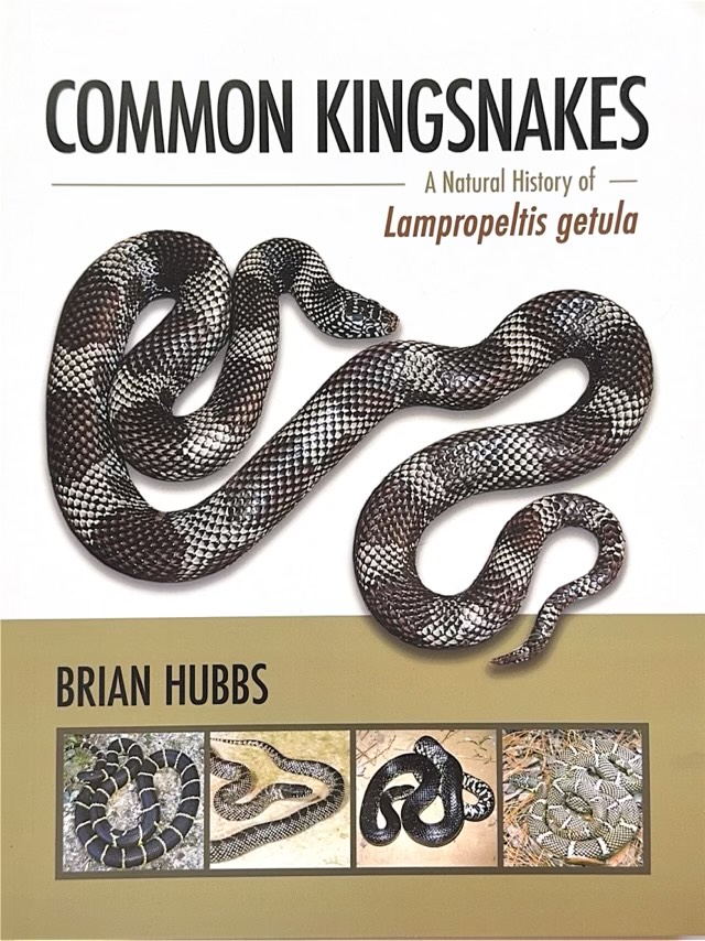 Common Kingsnakes