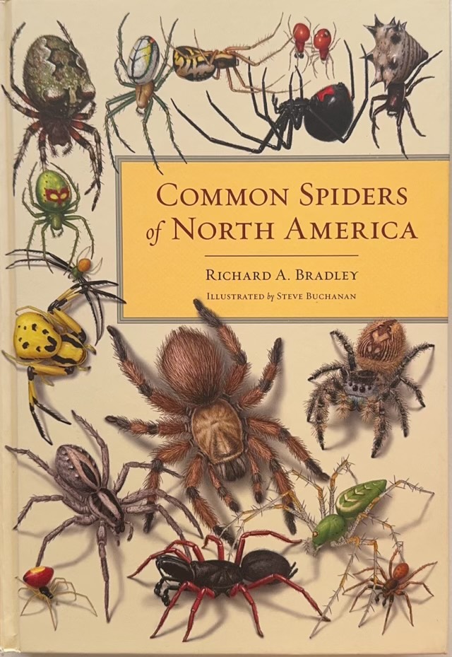 Common Spiders of North America