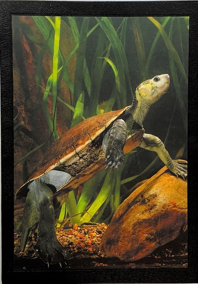Freshwater Turtles of Australia