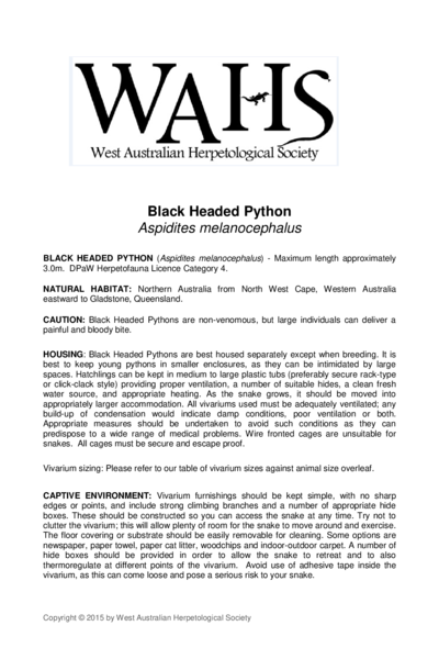 Black Headed Python Aspidites melanocephalus