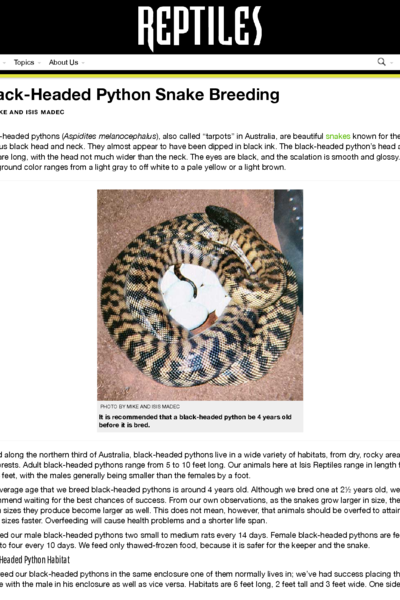 Black-Headed Python Snake Breeding