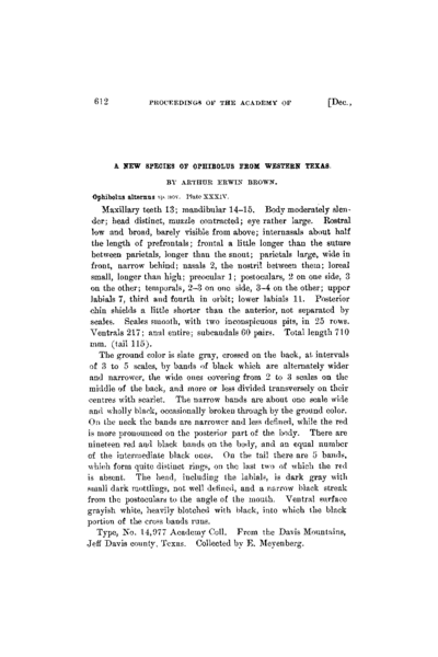 A New Species of Ophibolus from Western Texas