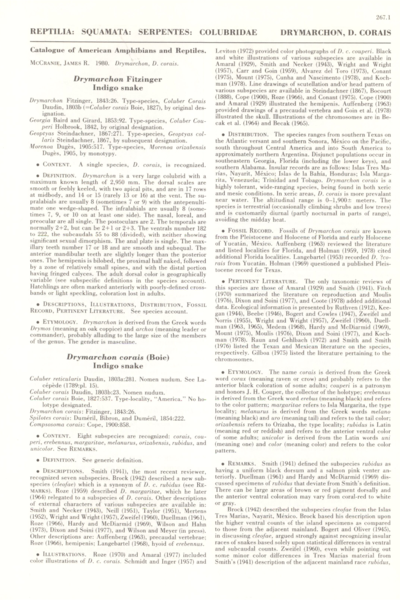 Drymarchon Fitzinger Indigo snake