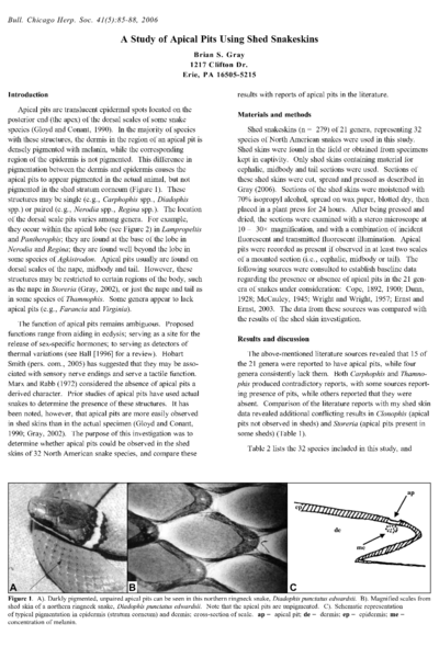 A study of apical pits using shed snakeskins revisited
