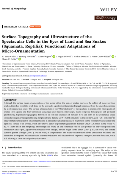 Surface Topography and Ultrastructure of the Spectacular Cells in the Eyes of Land and Sea Snakes (Squamata, Reptilia): Functional Adaptations of Micro‐Ornamentation