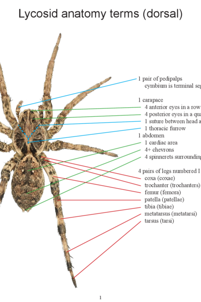 Lycosid anatomy