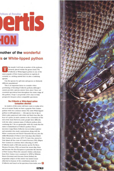 Pythons of Paradise - D'Albertis Python