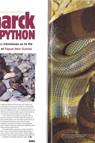 Pythons of Paradise - Bismark Ringed Python