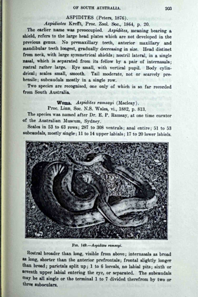 Reptiles & Amphibians of South Australia - Aspidites ramsayi excerpt