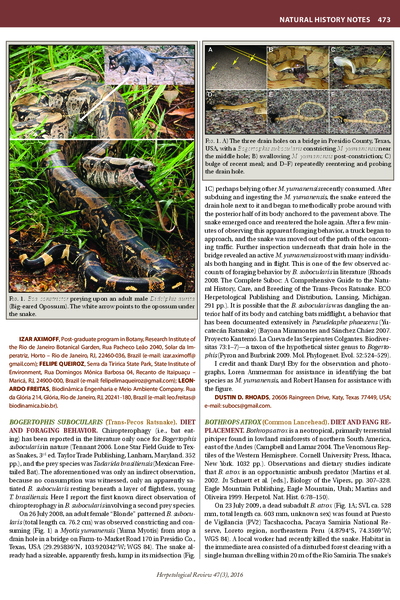 Bogertophis subocularis (Trans-pecos ratsnake)