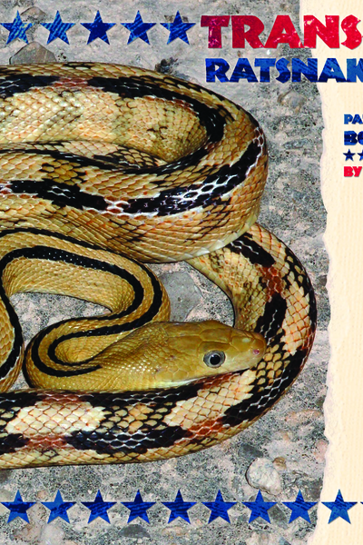 Trans-Pecos Ratsnakes