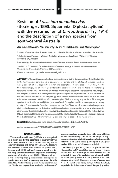 Revision of Lucasium stenodactylus (Boulenger, 1896; Squamata: Diplodactylidae), with the resurrection of L. woodwardi (Fry, 1914) and the description of a new species from south-central Australia