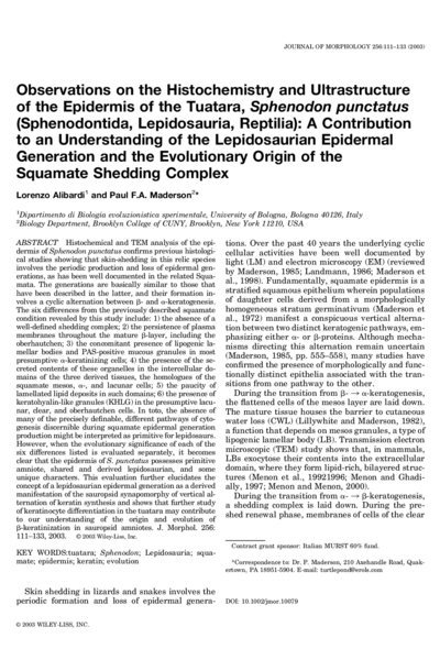 Observations on the histochemistry and ultrastructure of the epidermis of the tuatara, Sphenodon punctatus (Sphenodontida, Lepidosauria, Reptilia): A contribution to an understanding of the lepidosaurian epidermal generation and the evolutionary origin of the squamate shedding complex