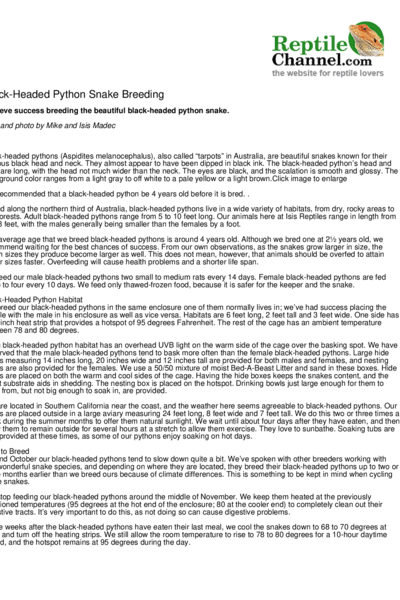 Black-Headed Python Snake Breeding