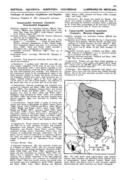 Lampropeltis mexicana (Garman) Gray-banded kingsnake