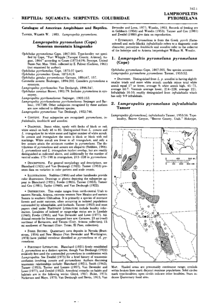 Lampropeltis pyromelana (Cope) Sonoran mountain kingsnake
