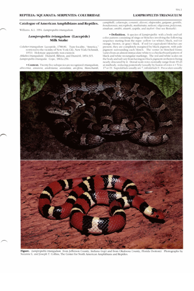 Catalog of American Amphibians and Reptiles - Lampropeltis triangulum