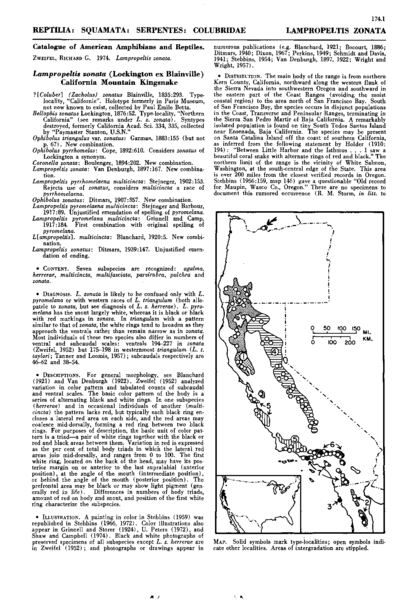 Lampropeltis zonata - California Mountain Kingsnake