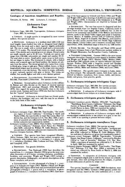 Lichanura Cope - Rosy Boa