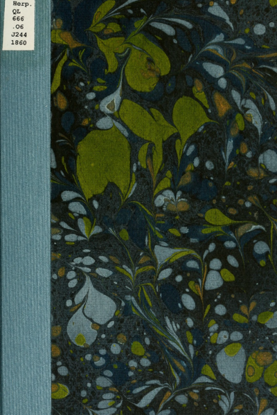 Iconographie Générale des Ophidiens- Les Typhlopiens