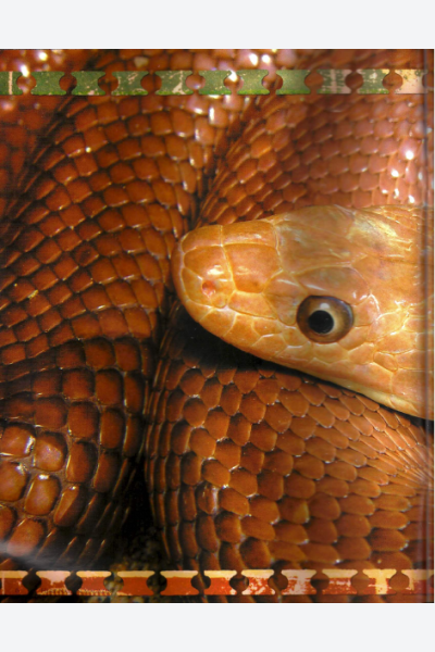 Baja Ratsnakes