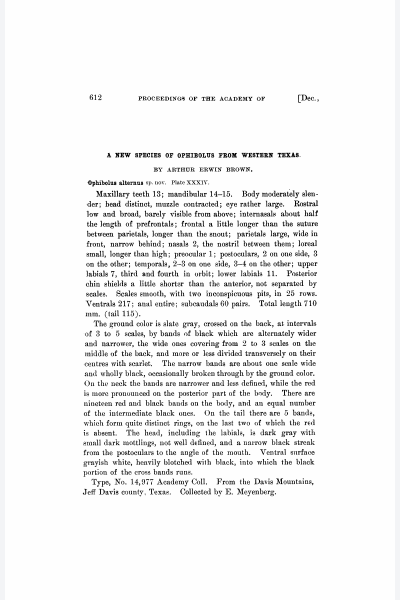 A New Species of Ophibolus from Western Texas
