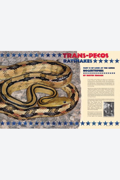 Trans-Pecos Ratsnakes