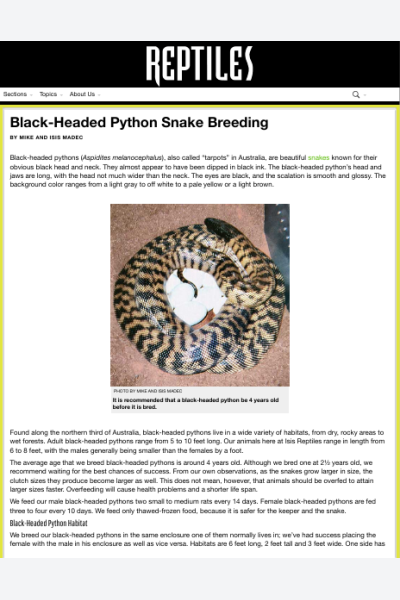 Black-Headed Python Snake Breeding