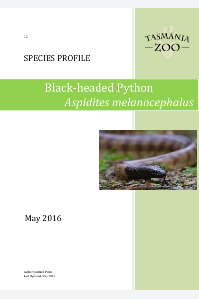 Black Headed Python