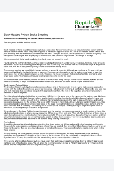 Black-Headed Python Snake Breeding