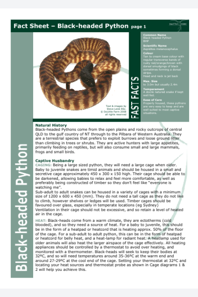 Black Headed Python