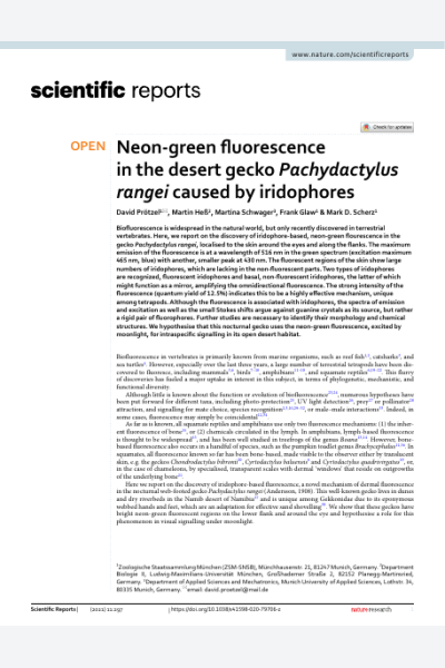 Neon-green fluorescence in the desert gecko Pachydactylus rangei caused by iridophores
