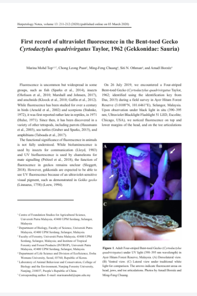 First record of ultraviolet fluorescence in Bent-toed Gecko Cyrtodactylus quadrivirgatus (Gekkonidae: Sauria)