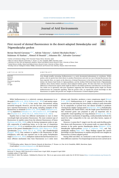 First record of dermal fluorescence in the desert-adapted Stenodactylus and Trigonodactylus geckos
