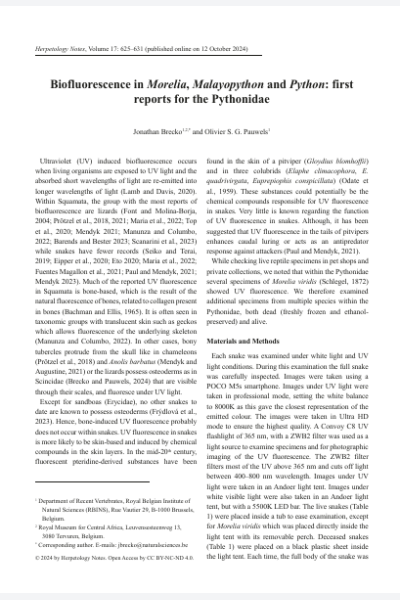 Biofluorescence in Morelia, Malayopython, and Python: first reports for the Pythonidae
