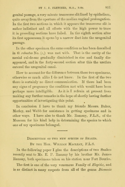 Description of two new species of snakes