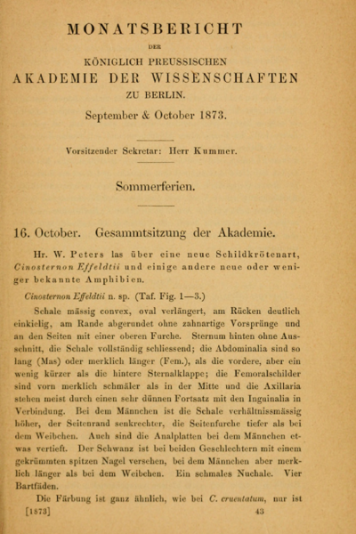 Über eine neue Schildkrötenart, Cinosternon effeldtii und einige andere neue oder weniger bekannte Amphibien. - Liasis fuscus original description excerpt