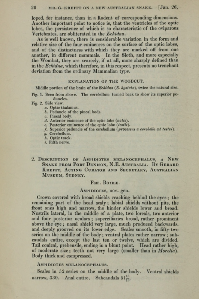 Description of Aspidiotes melanocephalus, a new snake from Port Denison, N.E. Australia