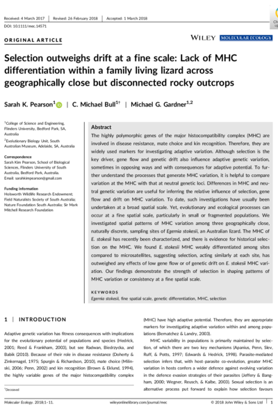 Selection outweighs drift at a fine scale: Lack of MHC differentiation within a family living lizard across geographically close but disconnected rocky outcrops